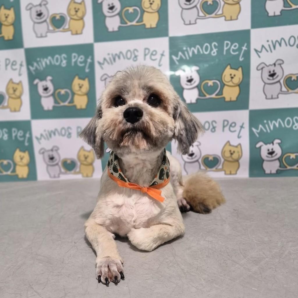 Benji, cachorro de porte pequeno para adoção em Curitiba - PR — foto 2 de 2