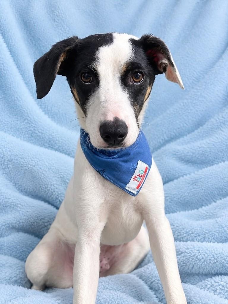 Snoopy, cachorro de porte pequeno para adoção em Curitiba - PR