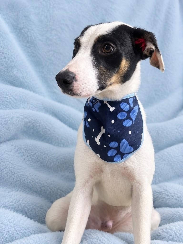 Snoopy, cachorro de porte pequeno para adoção em Curitiba - PR — foto 2 de 3