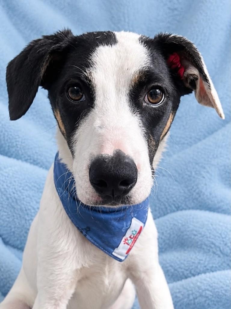 Snoopy, cachorro de porte pequeno para adoção em Curitiba - PR — foto 3 de 3