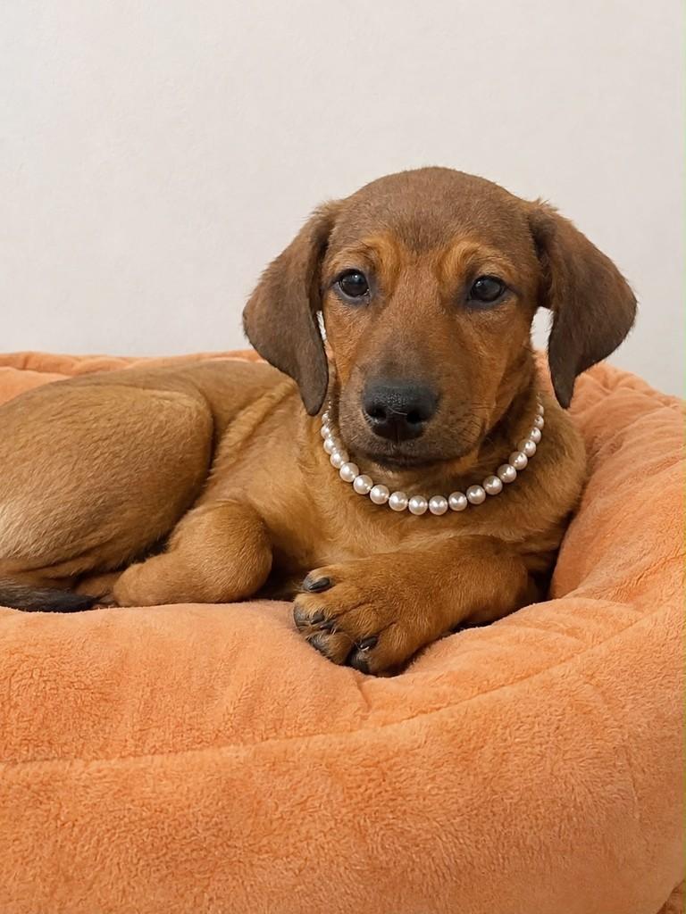 Cecília, cadela de porte médio para adoção em Curitiba - PR