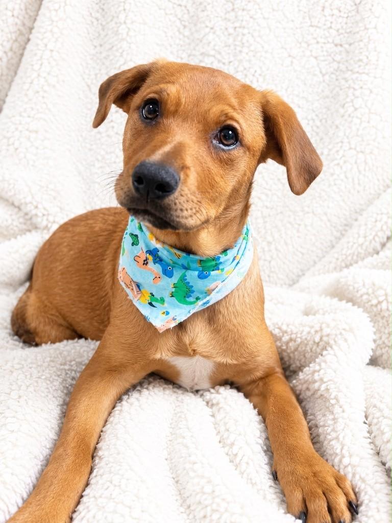 Justin, cachorro de porte médio para adoção em Curitiba - PR