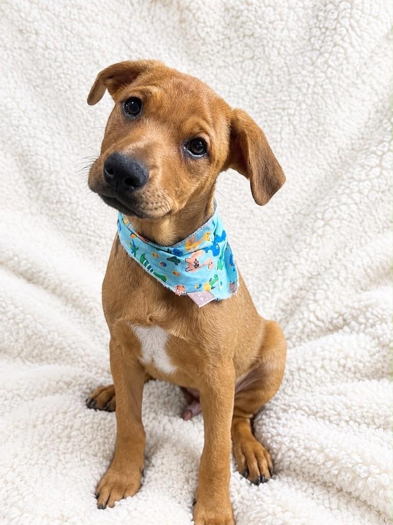 Justin, cachorro de porte médio para adoção em Curitiba - PR — foto 2 de 3