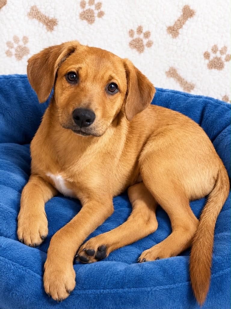 Justin, cachorro de porte médio para adoção em Curitiba - PR — foto 3 de 3