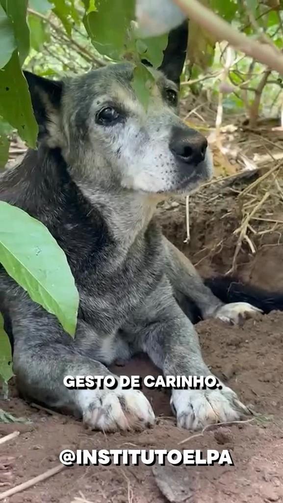 Guilherme, cachorro de porte médio para adoção em São Paulo - SP