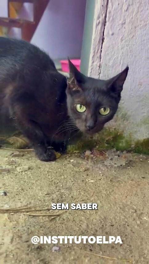 Brunna, gato para adoção em São Paulo - SP