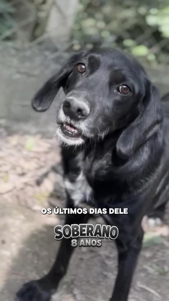 Soberano, cachorro de porte médio para adoção em São Paulo - SP
