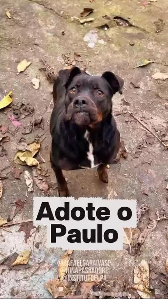 Paulo, cachorro de porte grande para adoção em São Paulo - SP
