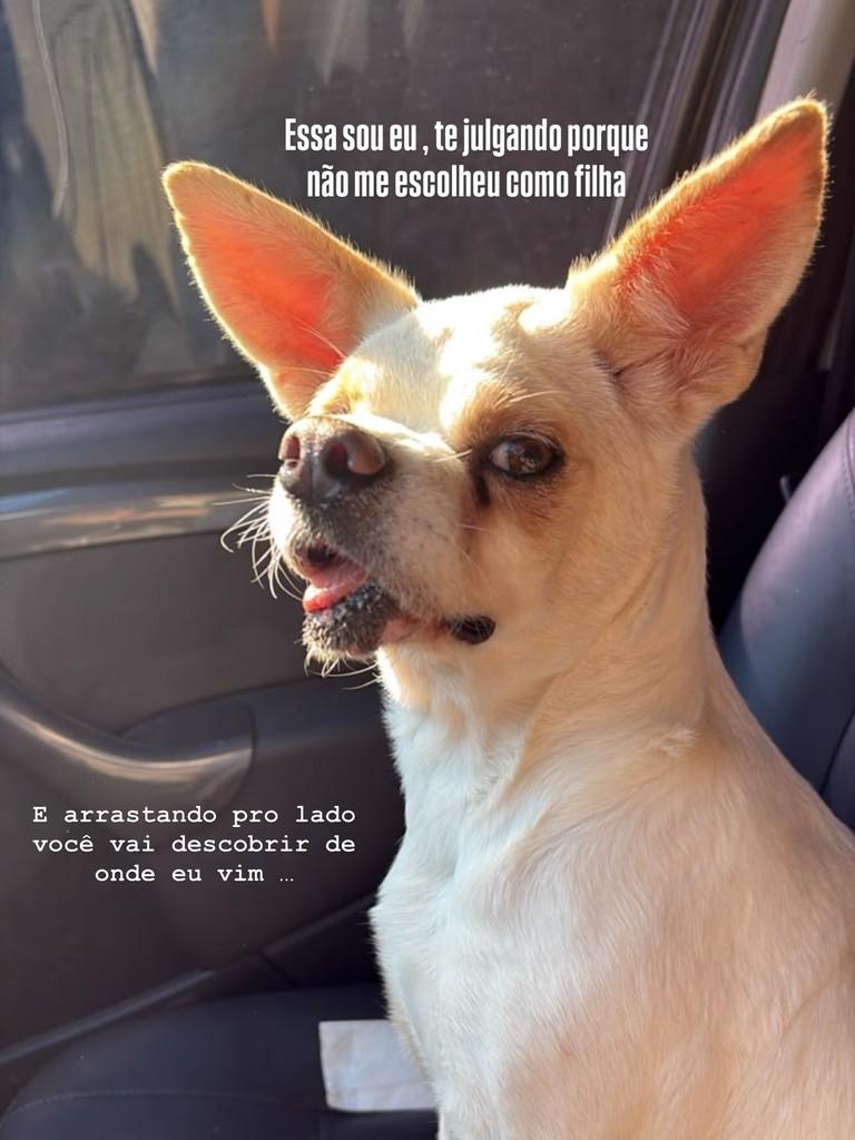 Babaloo, cadela de porte pequeno para adoção em São Paulo - SP