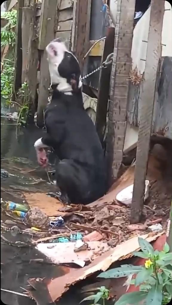 Duzão, cachorro de porte médio para adoção em São Paulo - SP
