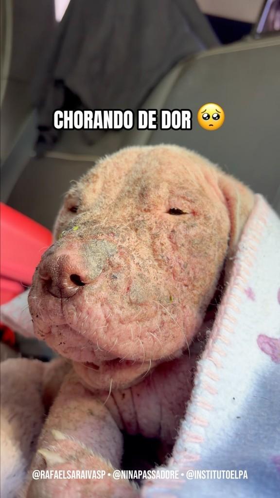 Pérola, cachorro de porte pequeno para adoção em São Paulo - SP