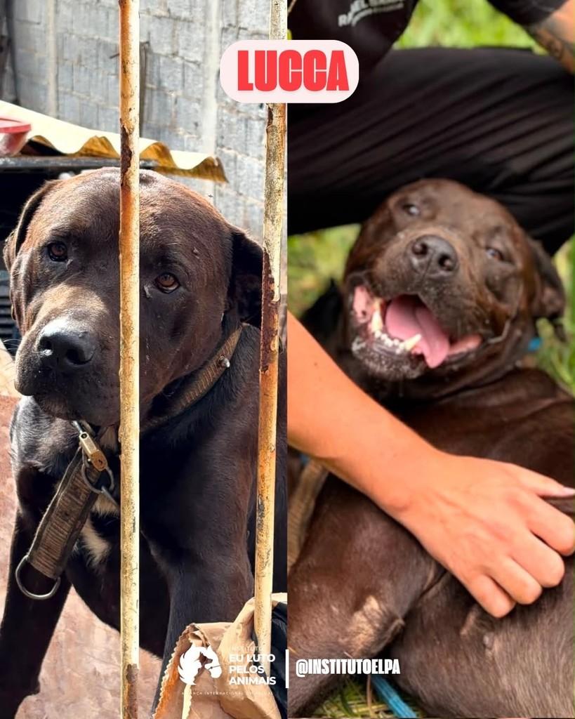 Lucca, cachorro de porte médio para adoção em São Paulo - SP
