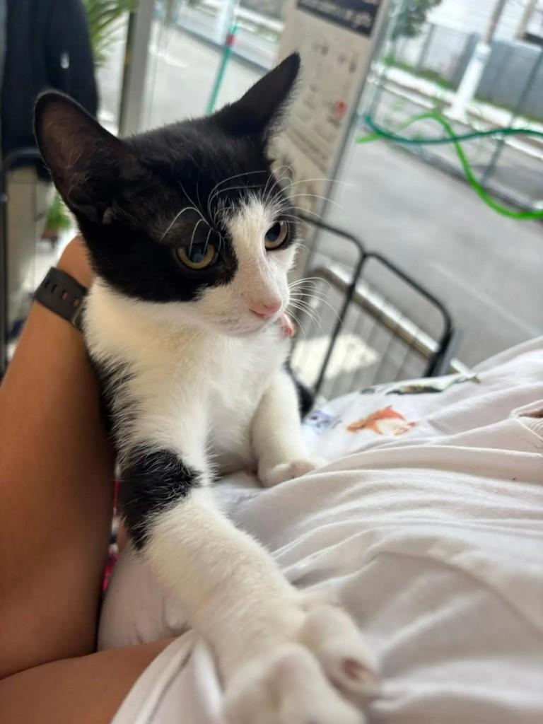 Sushi, gato de porte pequeno para adoção em São Paulo - SP
