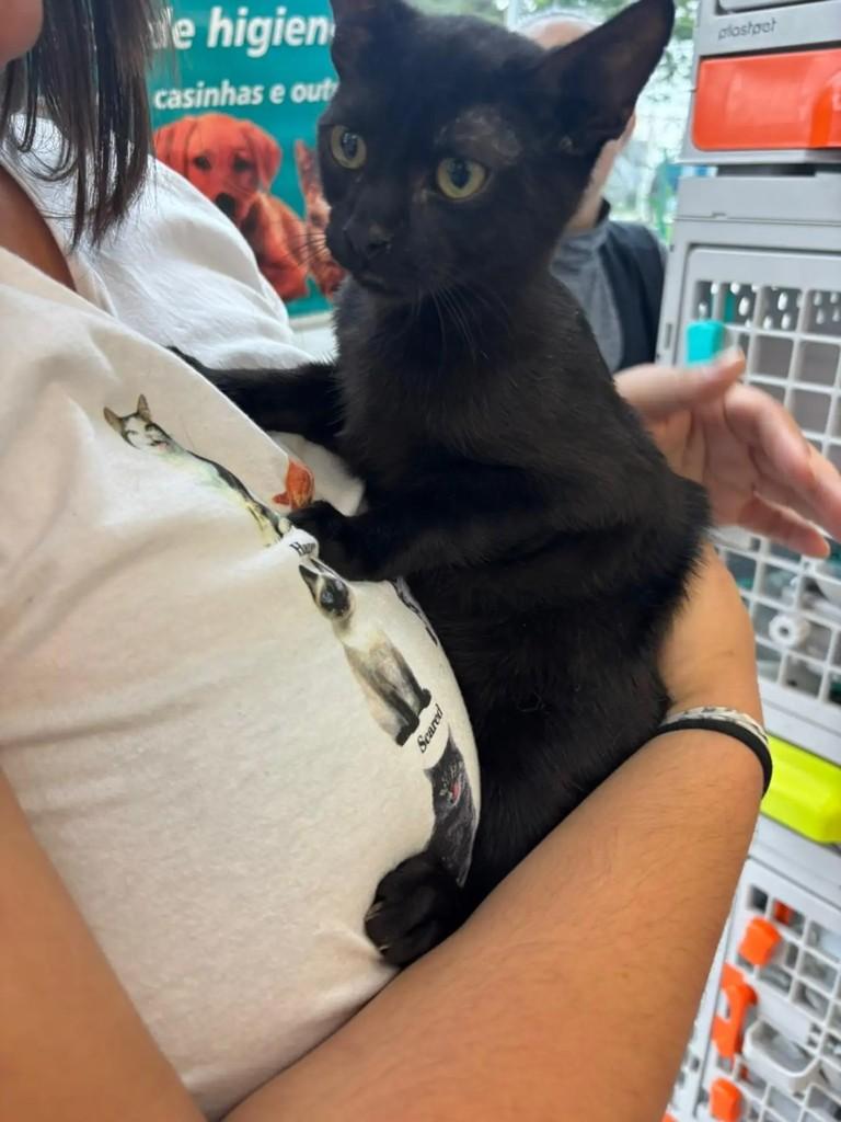Nori, gato de porte pequeno para adoção em São Paulo - SP