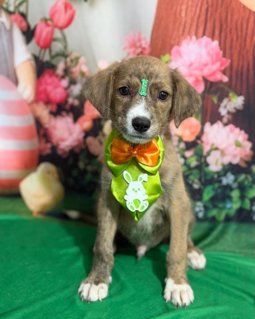 Alex, cachorro de porte pequeno para adoção em Canoas - RS