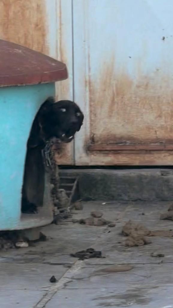 Tinga, cachorro de porte pequeno para adoção em Canoas - RS