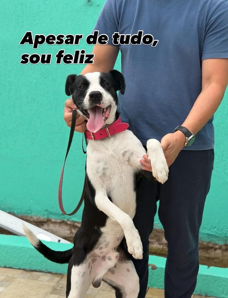 Eros, cachorro de porte grande para adoção em Canoas - RS
