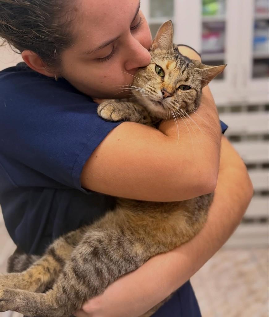 Gatinhaa, gata de porte pequeno para adoção em Canoas - RS