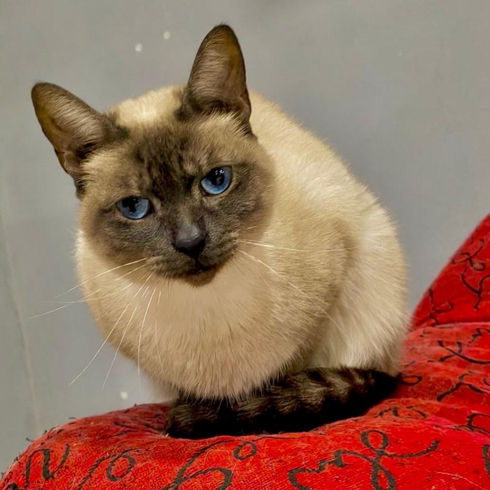Cristal, gato de porte pequeno para adoção em Canoas - RS