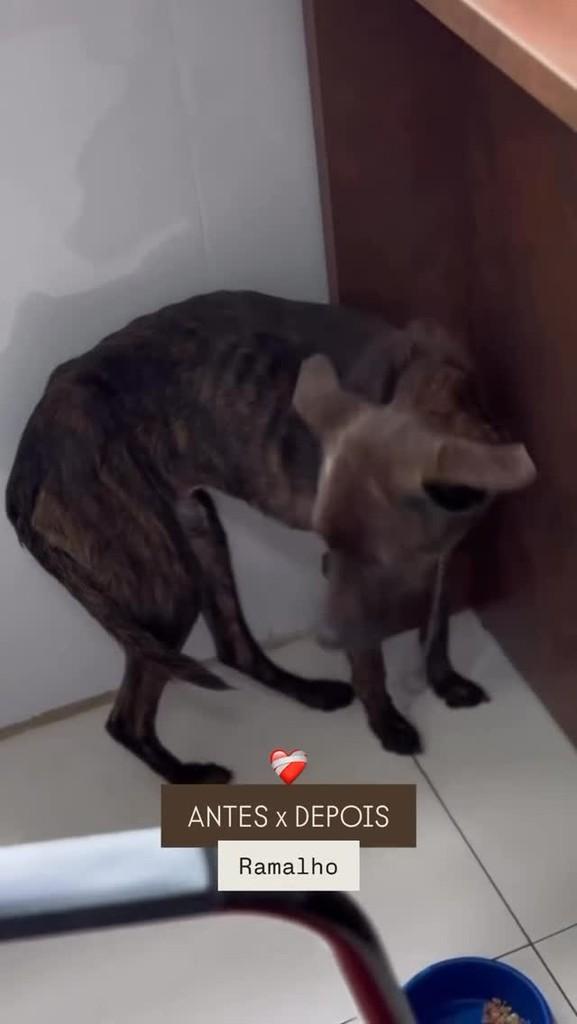 Ramalho, cachorro de porte médio para adoção em Canoas - RS