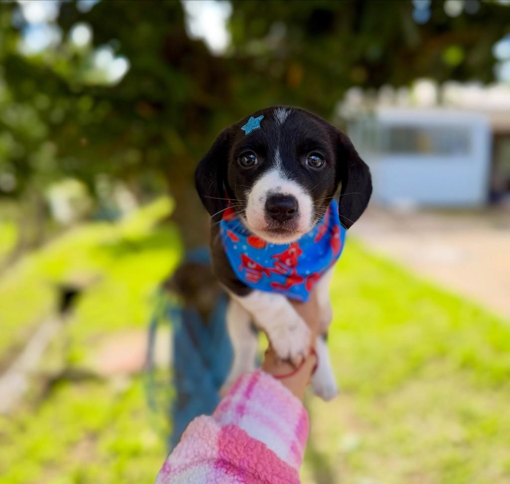 Faustinho, cachorro de porte pequeno para adoção em Porto Alegre - RS
