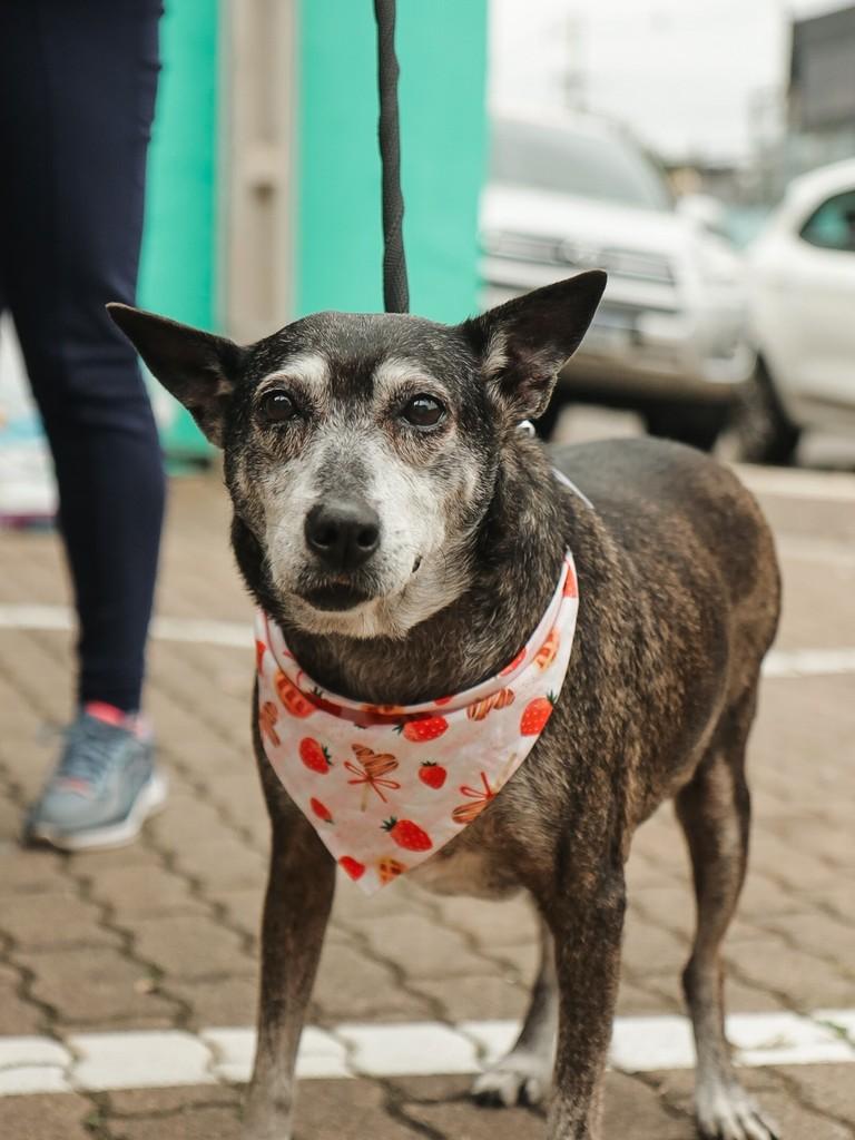 Esmeralda, cachorro de porte médio para adoção em Canoas - RS