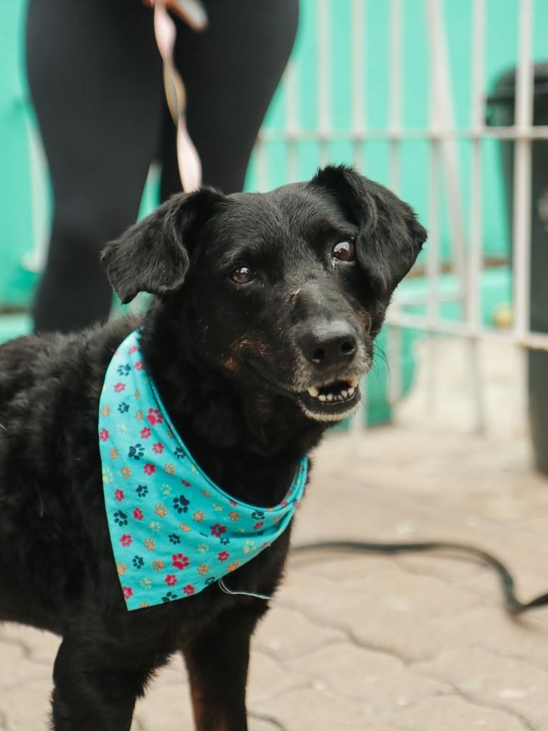 Neguinho, cachorro de porte médio para adoção em Canoas - RS