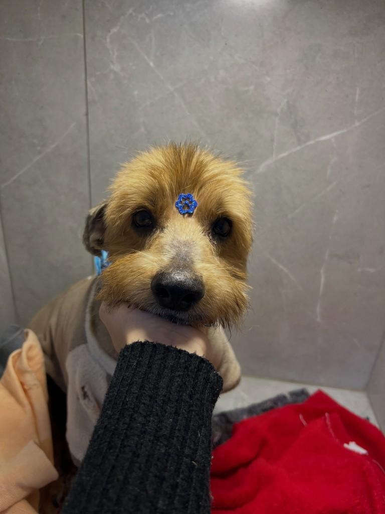 Pulguento, cachorro de porte pequeno para adoção em Canoas - RS