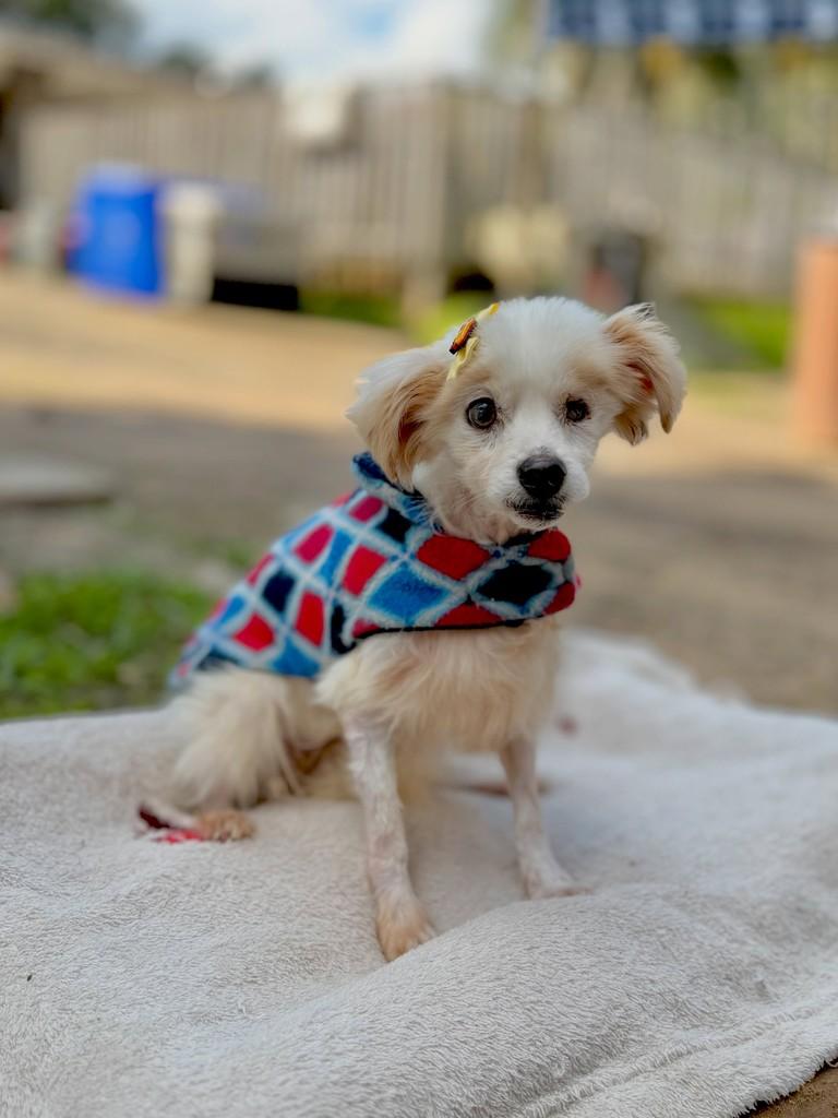 Juquinha, cachorro de porte pequeno para adoção em Canoas - RS