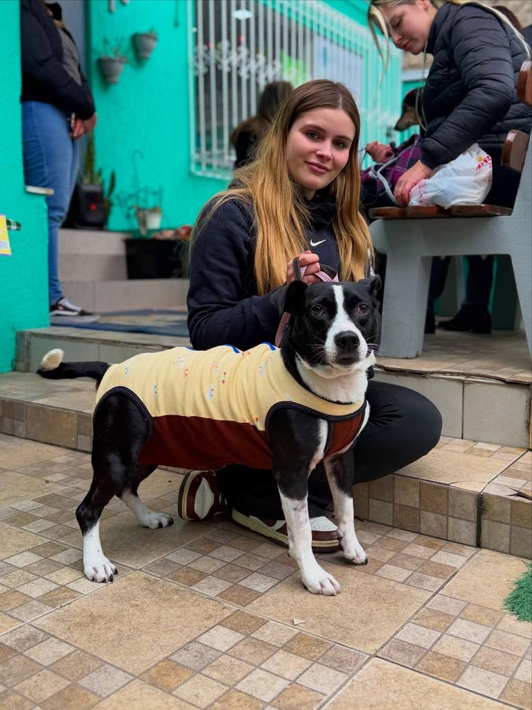 Kennedy, cachorro de porte médio para adoção em Canoas - RS
