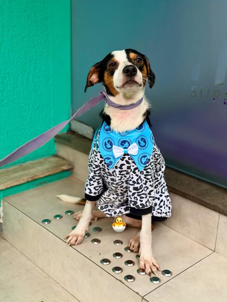 Francisco, cachorro de porte médio para adoção em Canoas - RS