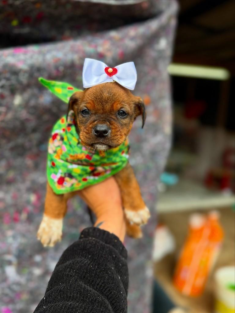 Neni boy, cachorro de porte pequeno para adoção em Canoas - RS
