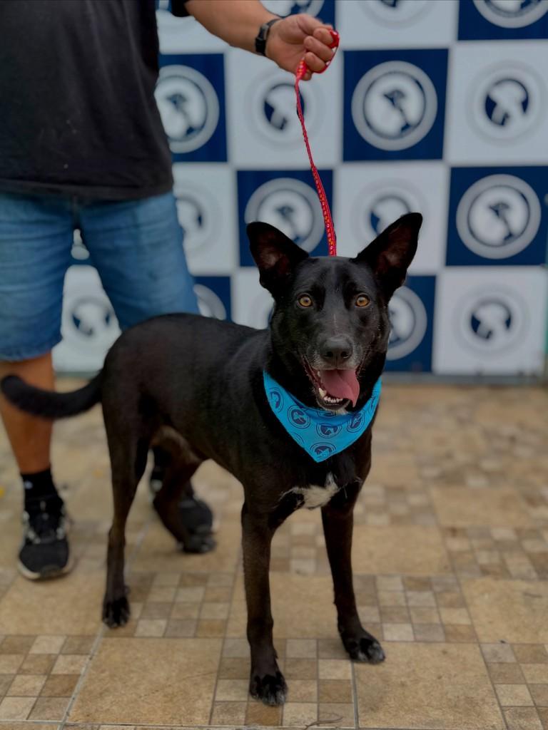 Belo, cachorro de porte grande para adoção em Canoas - RS