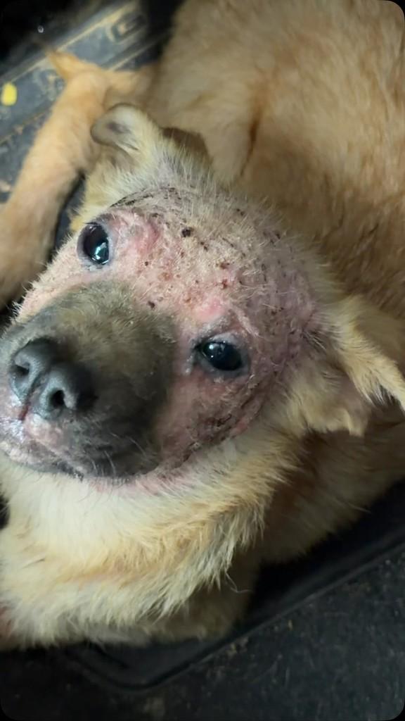 Isabel, cachorro de porte pequeno para adoção em Canoas - RS