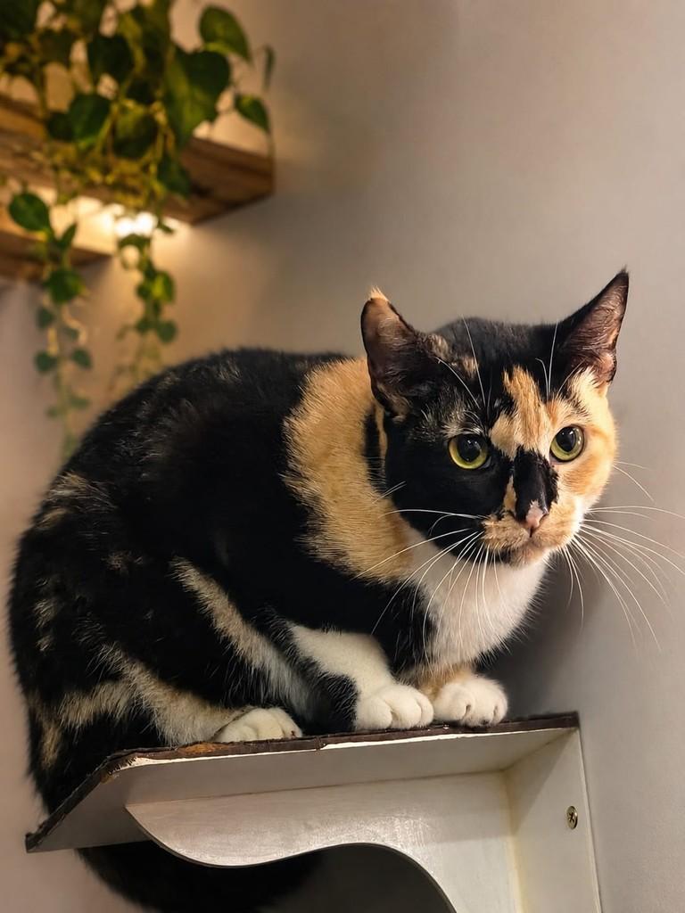 Mel, gata para adoção em Canoas - RS