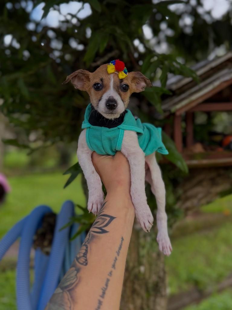 Quindimmm, cachorro de porte pequeno para adoção em Canoas - RS