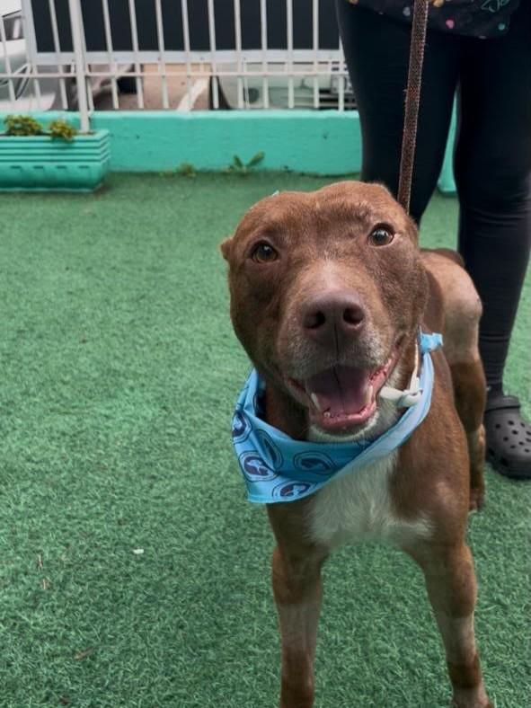 Caíque, cachorro de porte médio para adoção em Canoas - RS