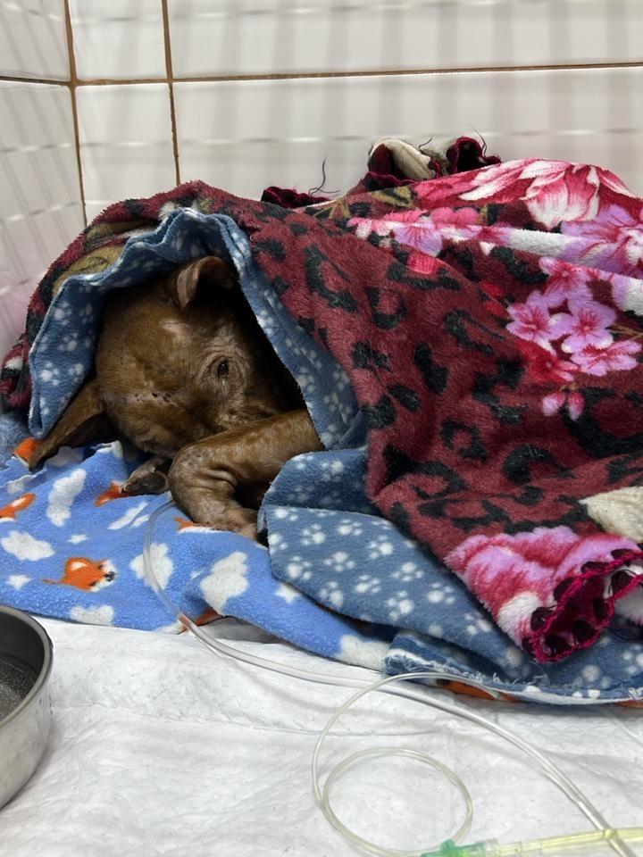 Caíque, cachorro de porte médio para adoção em Canoas - RS — foto 5 de 5