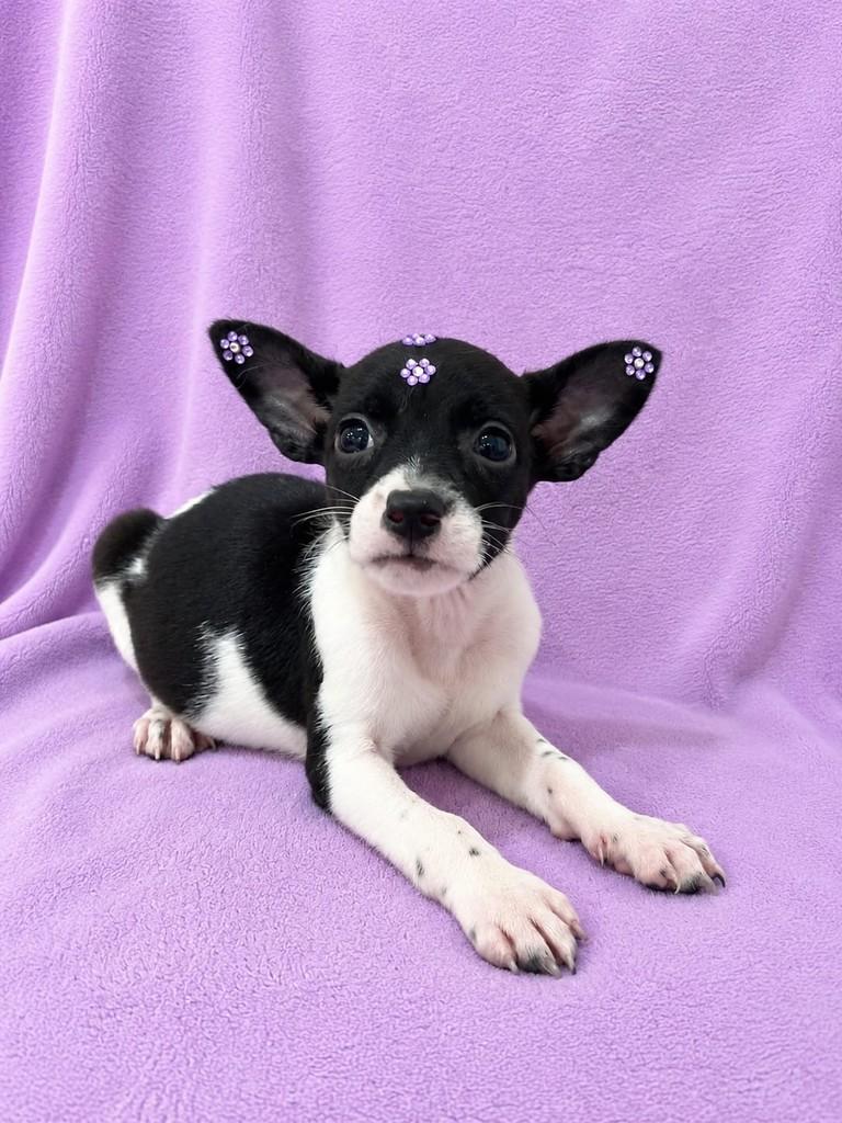 Mini Ratinha, cadela de porte pequeno para adoção em Canoas - RS
