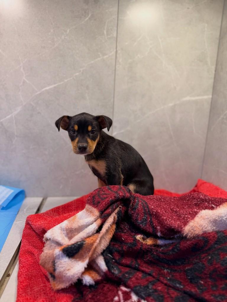 Pipoca, cachorro de porte pequeno para adoção em Canoas - RS