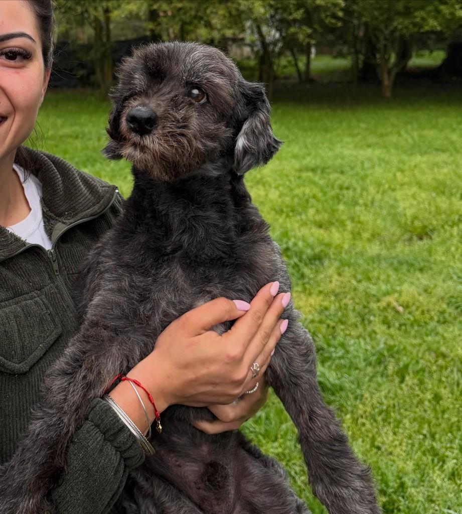 Naka, cachorro de porte médio para adoção em Canoas - RS