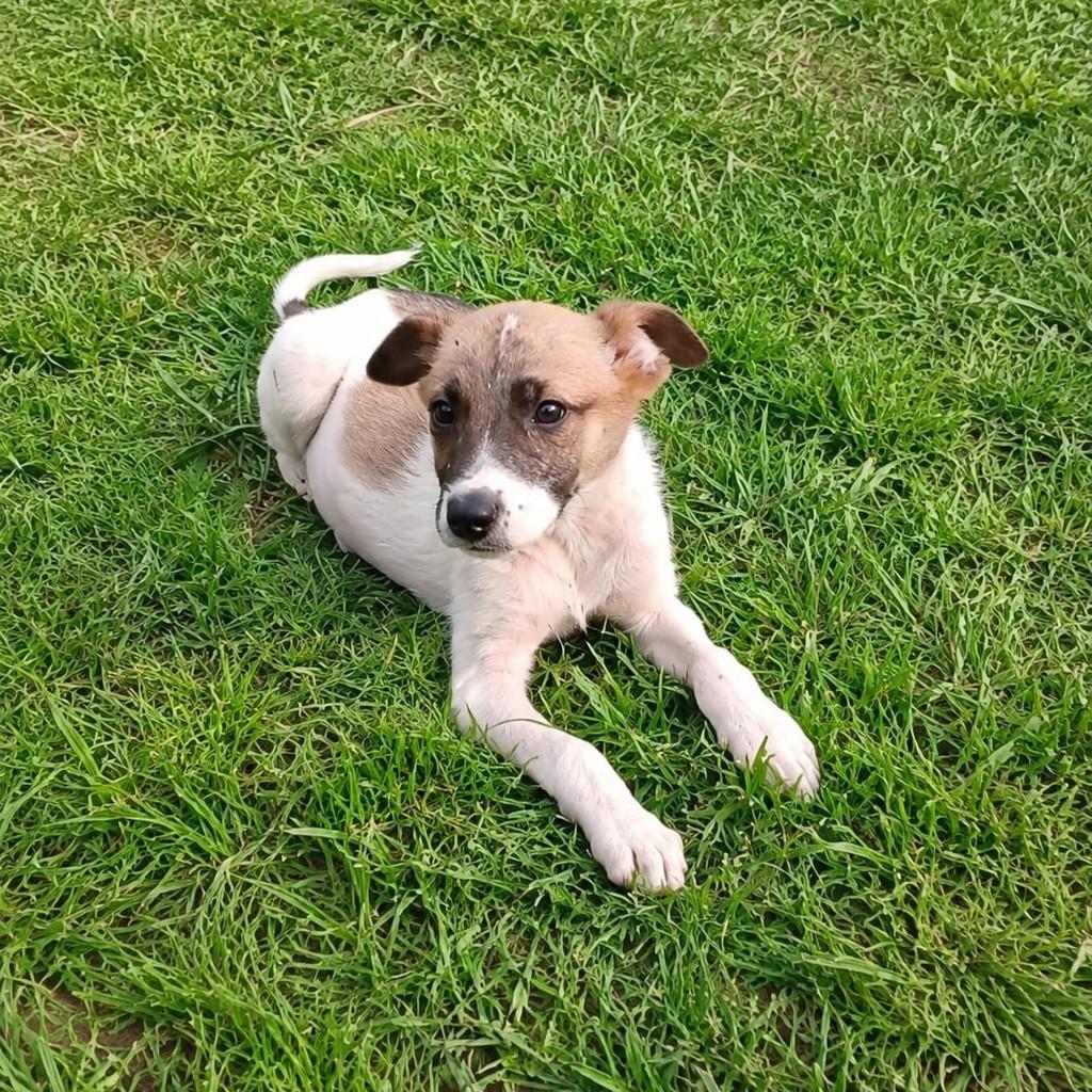 Guajuzinho, cachorro de porte pequeno para adoção em Canoas - RS — foto 2 de 3
