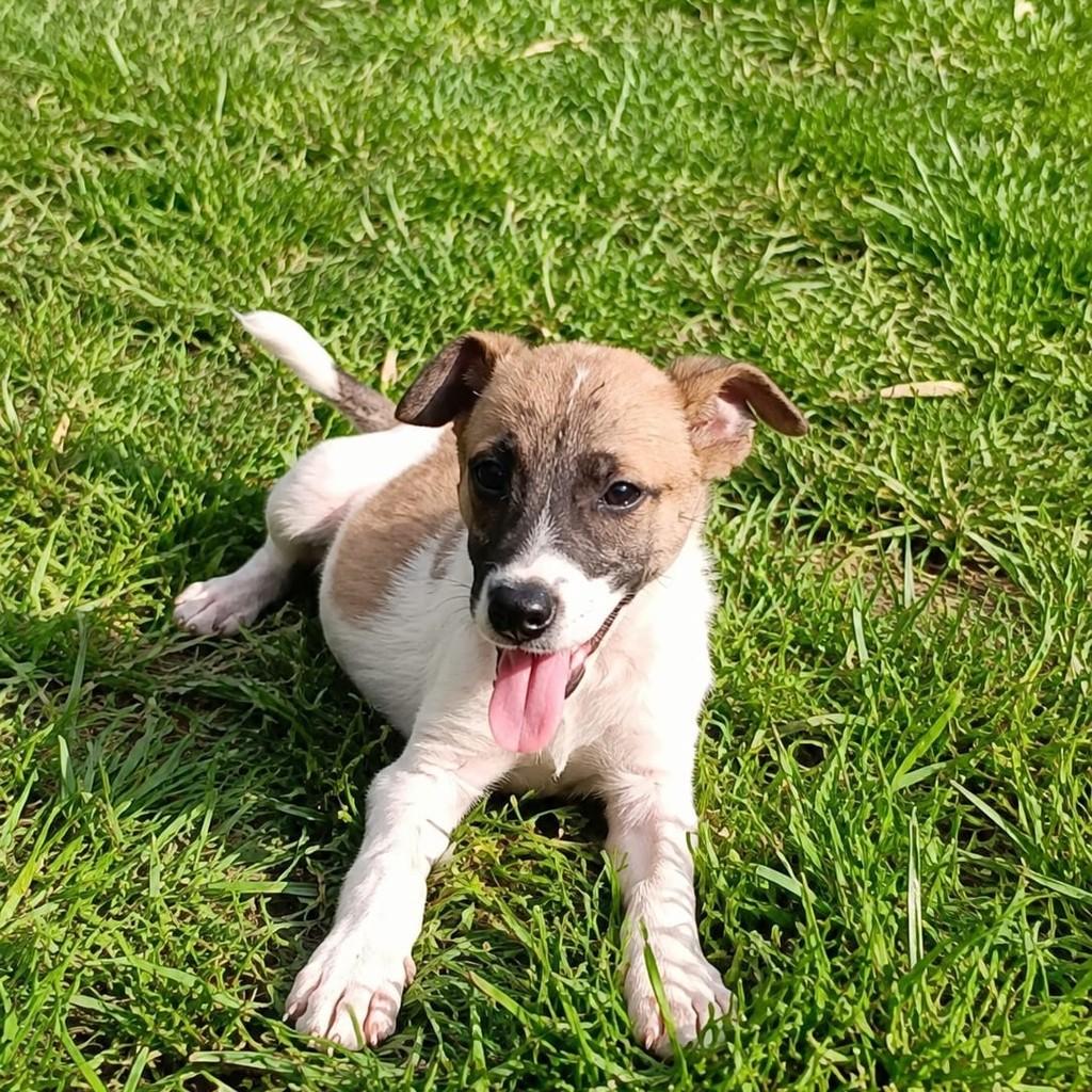 Guajuzinho, cachorro de porte pequeno para adoção em Canoas - RS — foto 3 de 3
