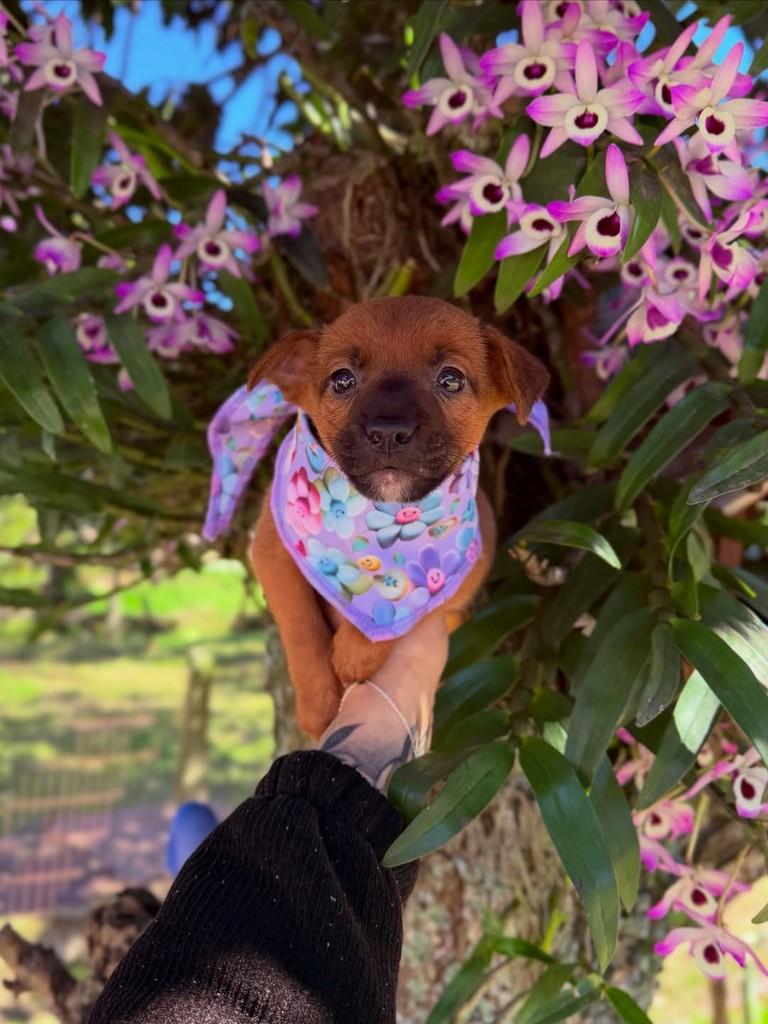 Brownie, cadela de porte pequeno para adoção em Canoas - RS