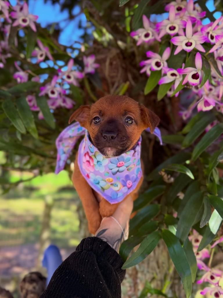 Brownie, cadela de porte pequeno para adoção em Canoas - RS — foto 2 de 2