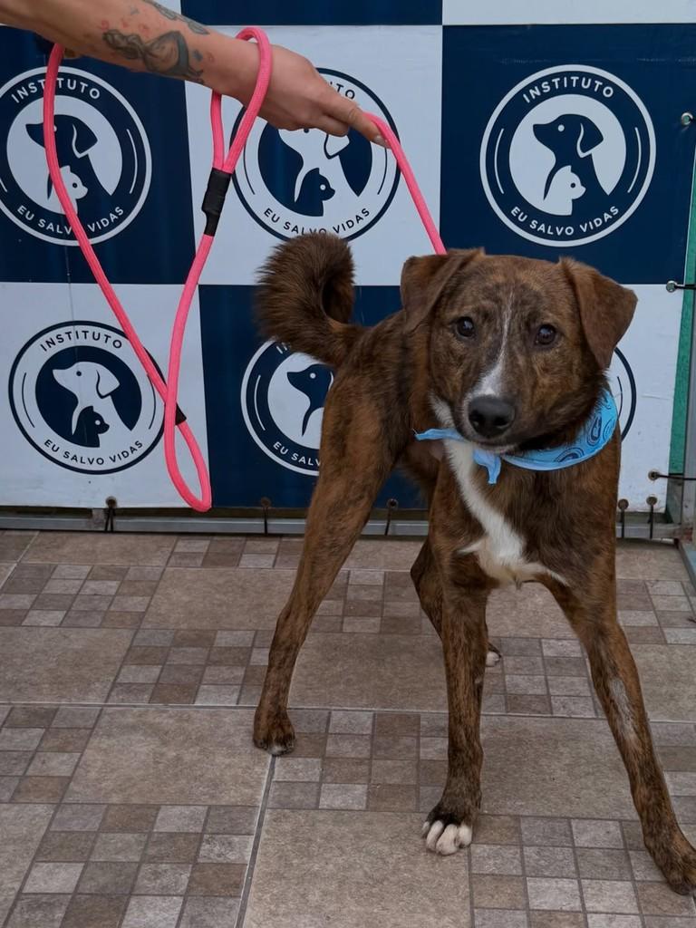Rony, cachorro de porte médio para adoção em Canoas - RS