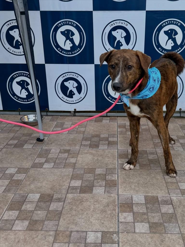 Rony, cachorro de porte médio para adoção em Canoas - RS — foto 2 de 3