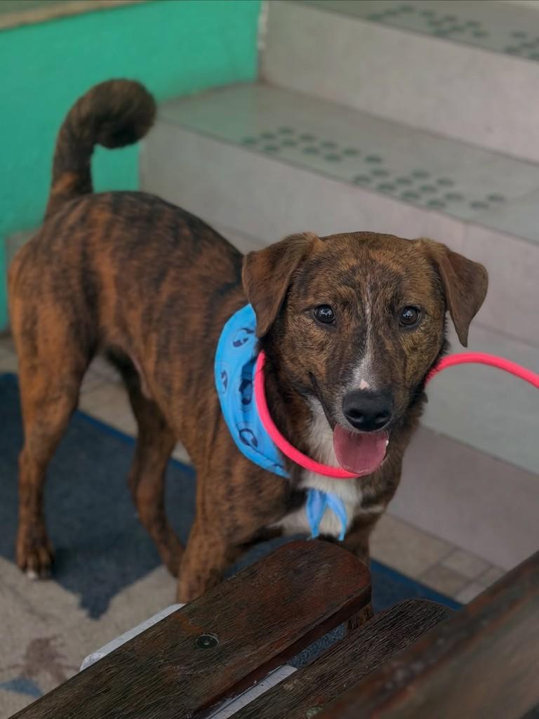 Rony, cachorro de porte médio para adoção em Canoas - RS — foto 3 de 3