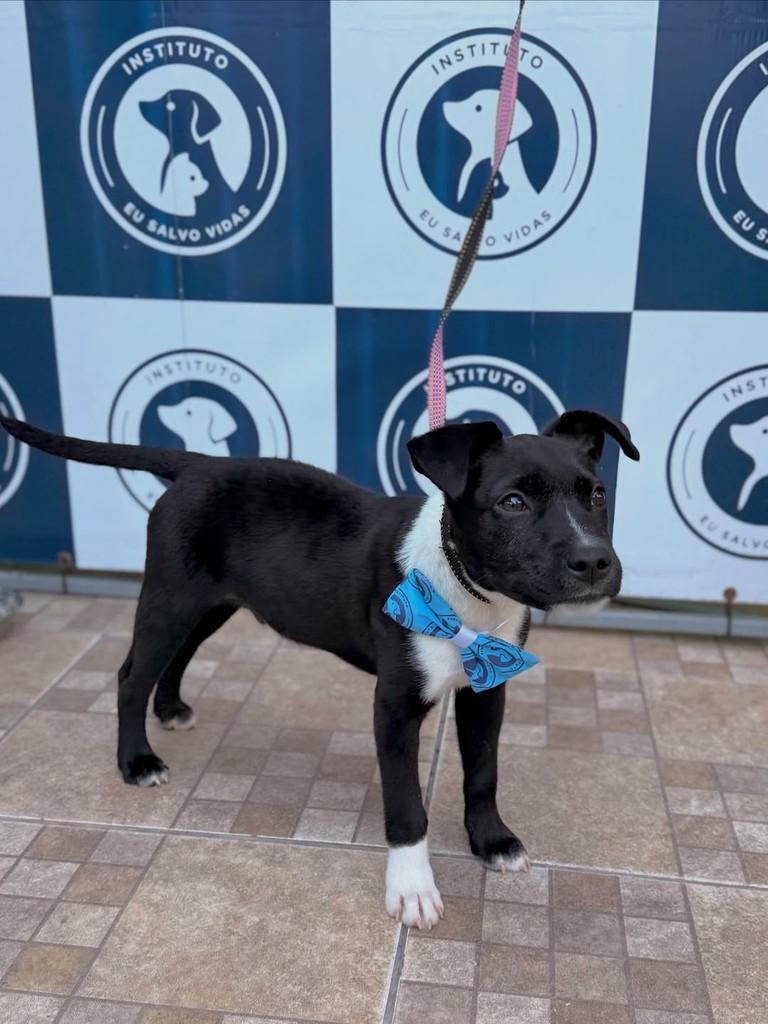 Lincon, cachorro de porte médio para adoção em Canoas - RS