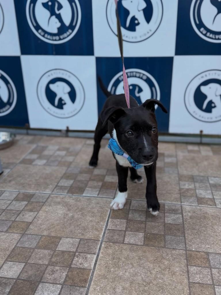 Lincon, cachorro de porte médio para adoção em Canoas - RS — foto 2 de 4
